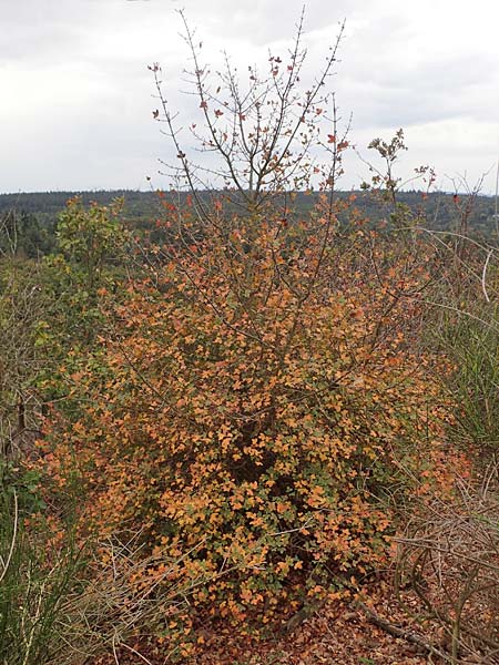 Acer monspessulanum \ Felsen-Ahorn, Franzsischer Maholder / Montpellier Maple, D Bad Kreuznach 3.10.2021