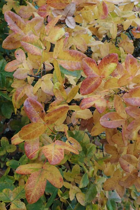 Acer monspessulanum \ Felsen-Ahorn, Franzsischer Maholder / Montpellier Maple, D Bad Kreuznach 3.10.2021