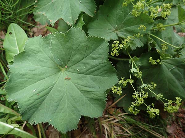 Alchemilla mollis \ Weicher Frauenmantel / Garden Lady's Mantle, D Rhön, Gersfeld 22.6.2023