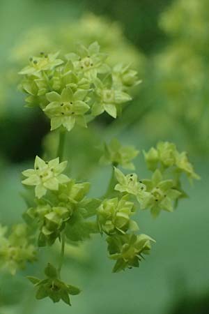 Alchemilla mollis \ Weicher Frauenmantel / Garden Lady's Mantle, D Rhön, Gersfeld 22.6.2023
