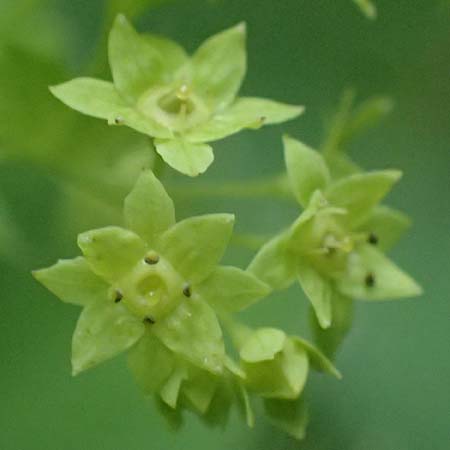 Alchemilla mollis \ Weicher Frauenmantel / Garden Lady's Mantle, D Rhön, Gersfeld 22.6.2023
