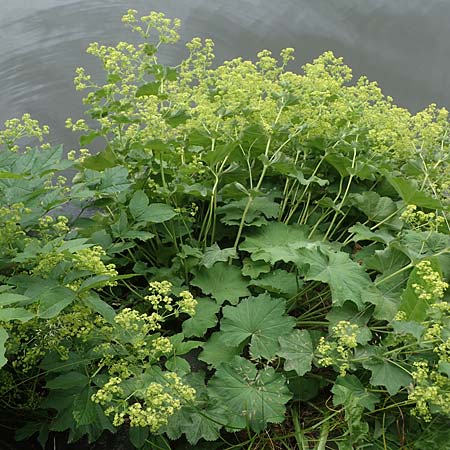 Alchemilla mollis \ Weicher Frauenmantel / Garden Lady's Mantle, D Rhön, Gersfeld 22.6.2023