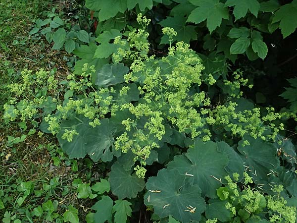 Alchemilla mollis \ Weicher Frauenmantel / Garden Lady's Mantle, D Duisburg 20.6.2025
