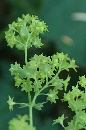 Alchemilla mollis \ Weicher Frauenmantel / Garden Lady's Mantle, D Duisburg 20.6.2025