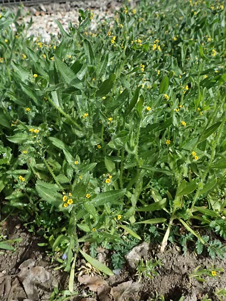 Amsinckia calycina \ Schmalbl�ttrige Amsinckie / Yellow Burweed, Hairy Fiddleneck, D Mannheim 29.3.2026