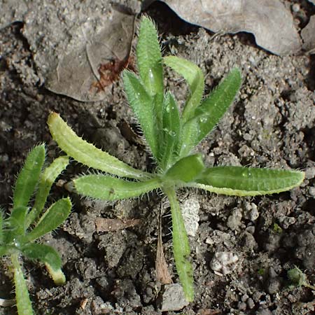 Amsinckia calycina \ Schmalbl�ttrige Amsinckie / Yellow Burweed, Hairy Fiddleneck, D Mannheim 29.3.2026