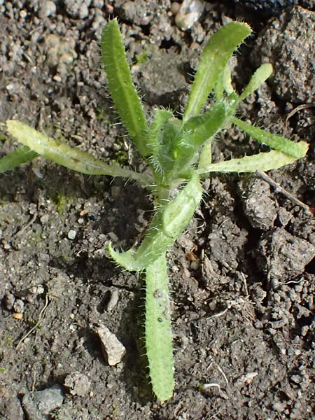 Amsinckia calycina \ Schmalbl�ttrige Amsinckie / Yellow Burweed, Hairy Fiddleneck, D Mannheim 29.3.2026
