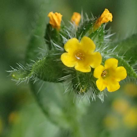 Amsinckia calycina \ Schmalbl�ttrige Amsinckie / Yellow Burweed, Hairy Fiddleneck, D Mannheim 29.3.2026