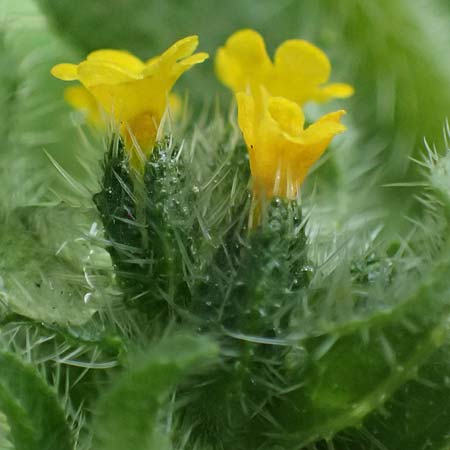 Amsinckia calycina \ Schmalbl�ttrige Amsinckie / Yellow Burweed, Hairy Fiddleneck, D Mannheim 29.3.2026
