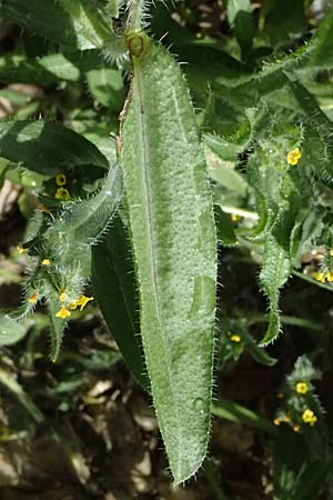Amsinckia calycina \ Schmalbl�ttrige Amsinckie / Yellow Burweed, Hairy Fiddleneck, D Mannheim 29.3.2026