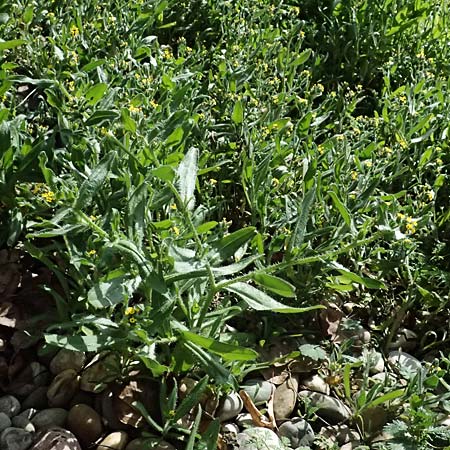 Amsinckia calycina \ Schmalbl�ttrige Amsinckie / Yellow Burweed, Hairy Fiddleneck, D Mannheim 29.3.2026
