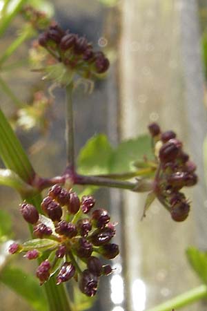 Apium nodiflorum \ Knotenbltige Sellerie / Fool's Water-Cress, D Botan. Gar.  Universit.  Mainz 11.7.2009