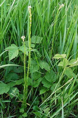 Arabis nemorensis \ Flachschotige Gnsekresse, Auen-Gnsekresse / Gerard's Rock-Cress, D Oppenheim 11.5.2015