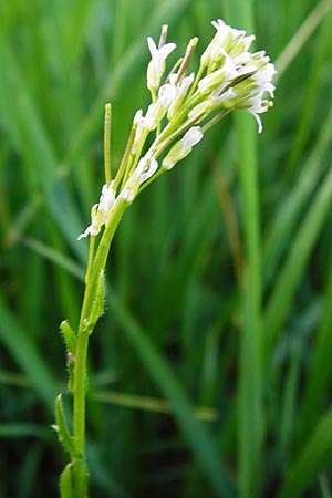 Arabis nemorensis \ Flachschotige Gnsekresse, Auen-Gnsekresse / Gerard's Rock-Cress, D Oppenheim 11.5.2015