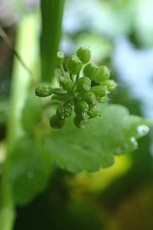 Apium nodiflorum \ Knotenbltige Sellerie / Fool's Water-Cress, D Bruchsal-Heidelsheim 1.10.2015