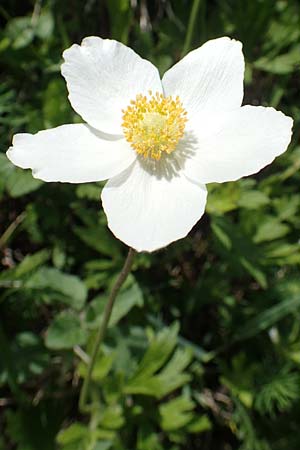 Anemone sylvestris \ Wald-Anemone / Snowdrop Anemone, D Kraichtal-Oberöwisheim 30.4.2018