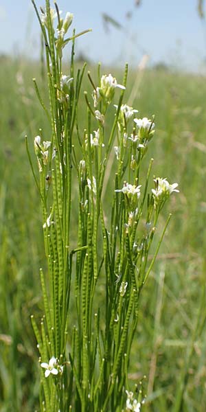 Arabis nemorensis \ Flachschotige Gnsekresse, Auen-Gnsekresse / Gerard's Rock-Cress, D Groß-Gerau 28.5.2018