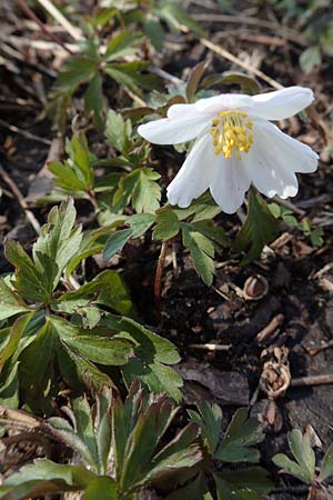 Anemone nemorosa \ Busch-Windrschen / Wood Anemone, D Ketsch 22.3.2020