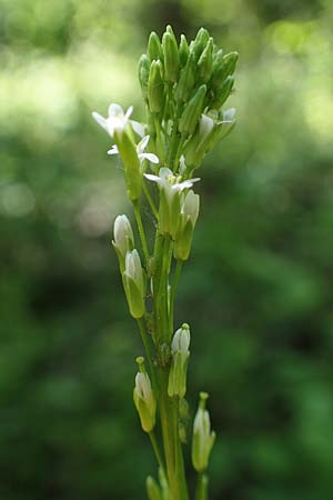 Arabis nemorensis \ Flachschotige Gnsekresse, Auen-Gnsekresse / Gerard's Rock-Cress, D Groß-Gerau 29.5.2021