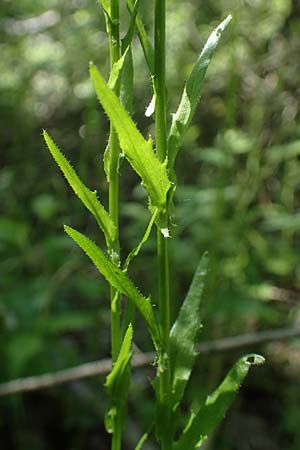 Arabis nemorensis \ Flachschotige Gnsekresse, Auen-Gnsekresse / Gerard's Rock-Cress, D Groß-Gerau 29.5.2021