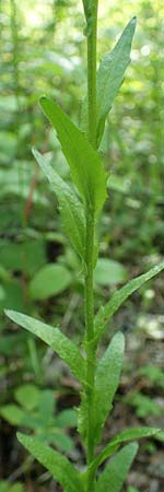 Arabis nemorensis \ Flachschotige Gnsekresse, Auen-Gnsekresse / Gerard's Rock-Cress, D Groß-Gerau 29.5.2021