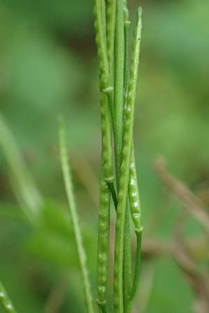 Arabis nemorensis \ Flachschotige Gnsekresse, Auen-Gnsekresse / Gerard's Rock-Cress, D Groß-Gerau 8.7.2021
