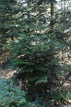 Abies nordmanniana \ Nordmann-Tanne, Kaukasus-Tanne / Nordmann Fir, Caucasian Fir, D Ennepetal 11.4.2025