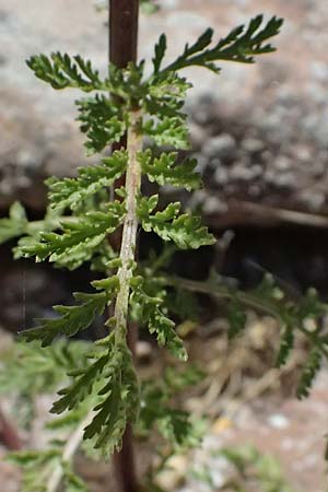Achillea nobilis \ Edel-Schafgarbe / Showy Milfoil, D Bad D&uuml;rkheim 25.5.2026