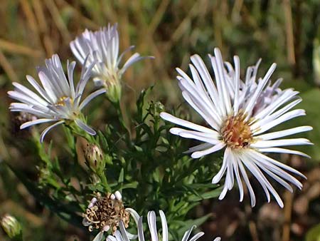 Symphyotrichum novi-belgii \ Neubelgien-Herbst-Aster, Glattblatt-Aster / Michaelmas Daisy, New York Aster, D Rolandseck 30.8.2026