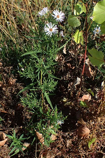Symphyotrichum novi-belgii \ Neubelgien-Herbst-Aster, Glattblatt-Aster / Michaelmas Daisy, New York Aster, D Rolandseck 30.8.2026