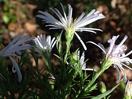 Symphyotrichum novi-belgii \ Neubelgien-Herbst-Aster, Glattblatt-Aster / Michaelmas Daisy, New York Aster, D Rolandseck 30.8.2026