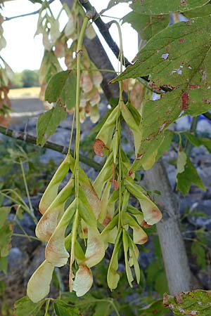 Acer negundo \ Eschen-Ahorn / Box Elder, D Mannheim 6.9.2026