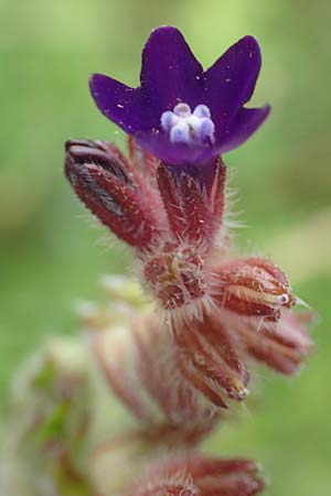 Anchusa officinalis \ Gewhnliche Ochsenzunge / Common Bugloss, D Elsenfeld am Main 11.6.2016