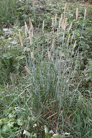 Alopecurus pratensis \ Wiesen-Fuchsschwanz / Meadow Foxtail, D Weinheim an der Bergstraße 26.4.2007