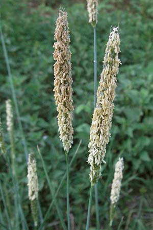 Alopecurus pratensis \ Wiesen-Fuchsschwanz / Meadow Foxtail, D Weinheim an der Bergstraße 26.4.2007
