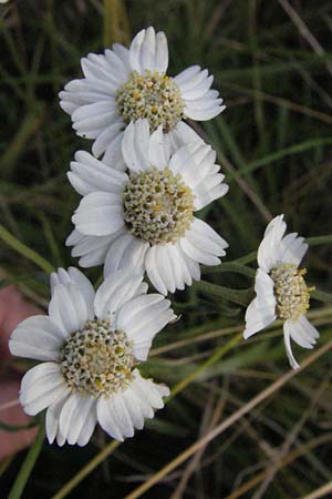 Achillea ptarmica agg. \ Sumpf-Schafgarbe / Sneezewort, D Hassloch 26.6.2007
