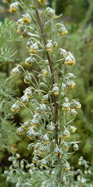 Artemisia pontica \ Pontischer Beifu, Rmischer Wermut / Roman Wormwood, D Botan. Gar.  Universit.  Mainz 13.9.2008