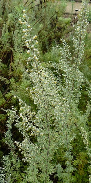 Artemisia pontica \ Pontischer Beifu, Rmischer Wermut / Roman Wormwood, D Botan. Gar.  Universit.  Mainz 13.9.2008