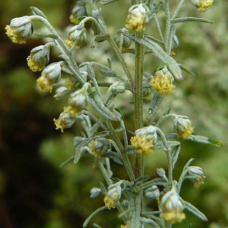 Artemisia pontica \ Pontischer Beifu, Rmischer Wermut / Roman Wormwood, D Botan. Gar.  Universit.  Mainz 13.9.2008