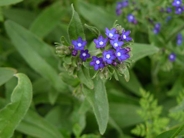 Anchusa officinalis subsp. procera \ Groe Ochsenzunge / Tall Bugloss, D Mannheim 4.5.2024