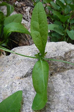 Asperugo procumbens \ Scharfkraut, Schlangenuglein / German Madwort, D Blaubeuren 2.6.2015