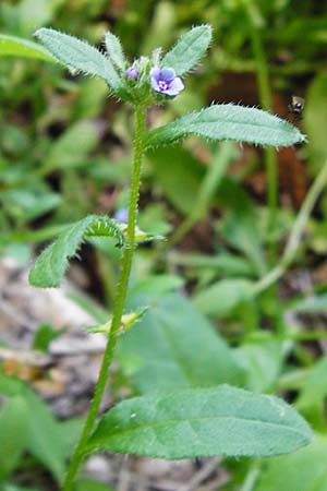 Asperugo procumbens \ Scharfkraut, Schlangenuglein / German Madwort, D Blaubeuren 2.6.2015