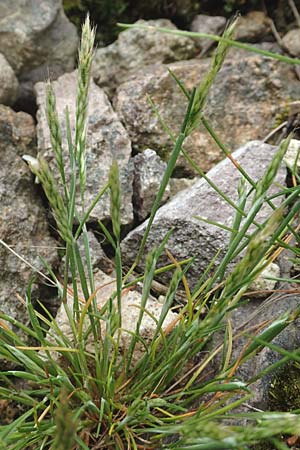 Aira praecox \ Frhe Haferschmiele / Small Hair-Grass, Early Hair-Grass, D Schriesheim 14.5.2016