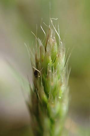Aira praecox \ Frhe Haferschmiele / Small Hair-Grass, Early Hair-Grass, D Schriesheim 14.5.2016