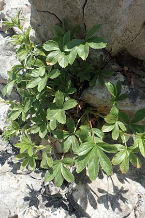 Alchemilla hoppeana \ Hoppes Frauenmantel / Hoppe's Lady's Mantle, D Pfronten 28.6.2016