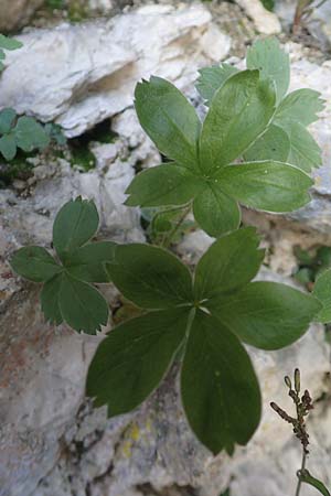 Alchemilla hoppeana \ Hoppes Frauenmantel / Hoppe's Lady's Mantle, D Pfronten 28.6.2016