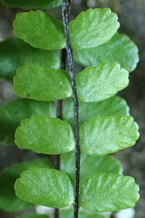 Asplenium trichomanes subsp. pachyrachis \ Dickstieliger Brauner Streifenfarn / Thick-Stem Spleenwort, D Heidelberg 18.7.2016