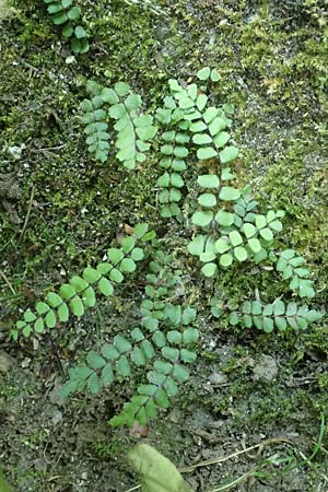 Asplenium trichomanes subsp. pachyrachis \ Dickstieliger Brauner Streifenfarn / Thick-Stem Spleenwort, D Heidelberg 18.7.2016