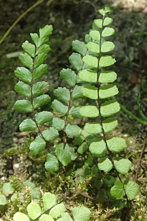 Asplenium trichomanes subsp. pachyrachis \ Dickstieliger Brauner Streifenfarn / Thick-Stem Spleenwort, D Heidelberg 18.7.2016