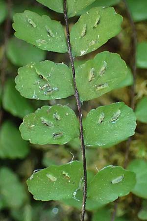 Asplenium trichomanes subsp. pachyrachis \ Dickstieliger Brauner Streifenfarn / Thick-Stem Spleenwort, D Heidelberg 18.7.2016